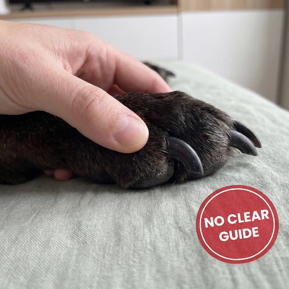 Owner inspecting dark dog claw