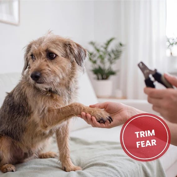 Scruffy dog looking fearful while being groomed